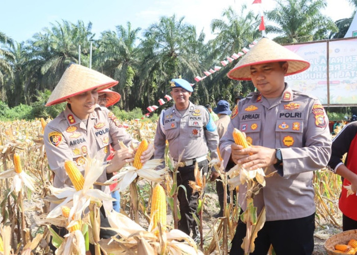 Polres Dumai Panen Raya Jagung! Simbol Ketahanan Pangan Nasional 2026 yang Bikin Dompet Petani Tebal