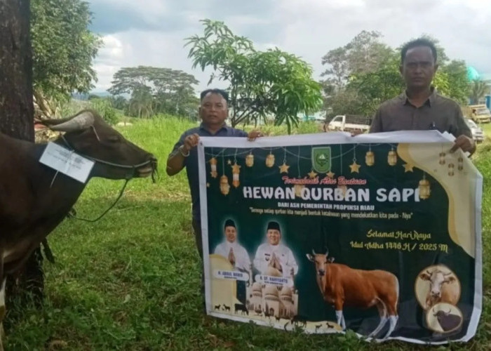 Pemprov Riau Salurkan 131 Sapi Kurban, Wujudkan Idul Adha Penuh Makna dan Solidaritas