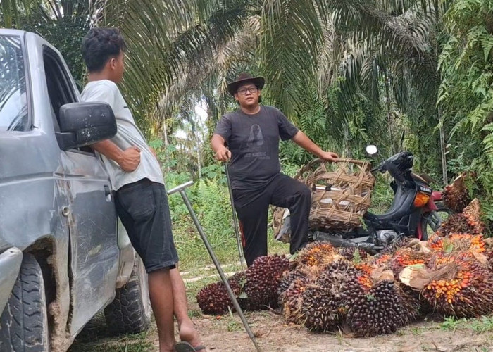 Pecah Rekor! Harga TBS Sawit di Riau Pecah Rekor, Tembus Rp4.075 per Kilogram
