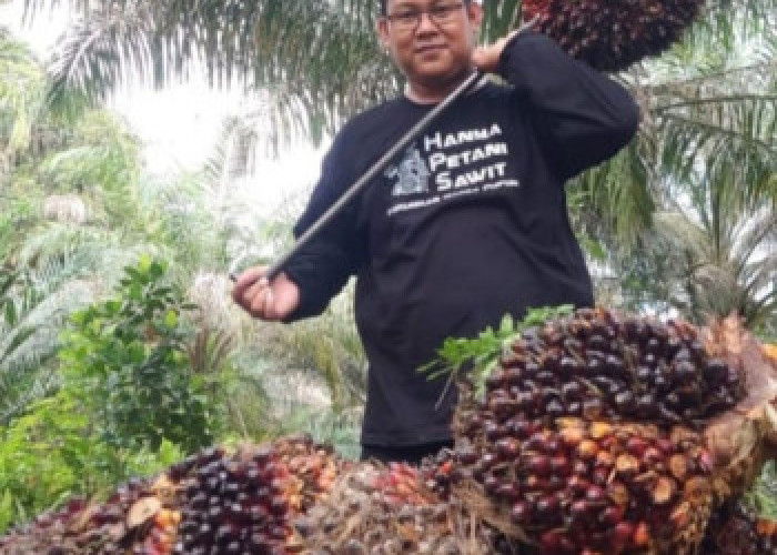 Harga TBS Sawit Riau Naik Periode 1–7 Juli 2026, Kelompok Umur 9 Tahun Tembus Rp3.781 per Kg