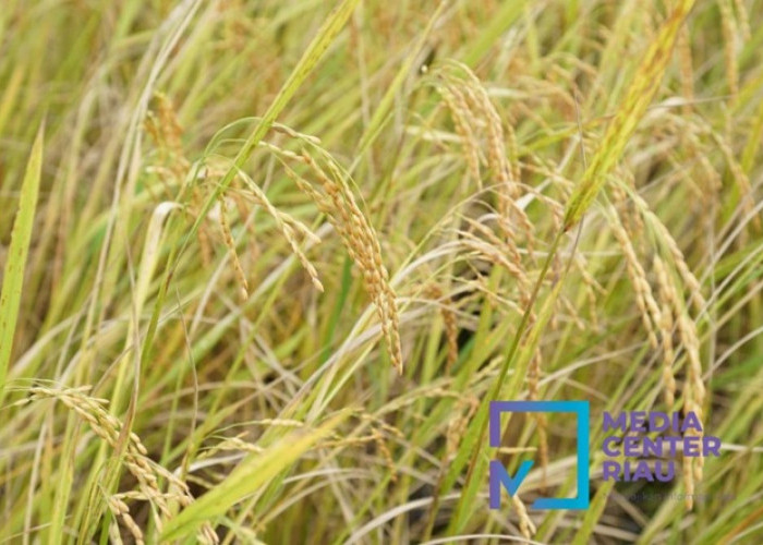 Produksi Beras Riau Meledak! Luas Panen 2025 Pecah Rekor, Kabar Gembira Buat Emak-Emak?