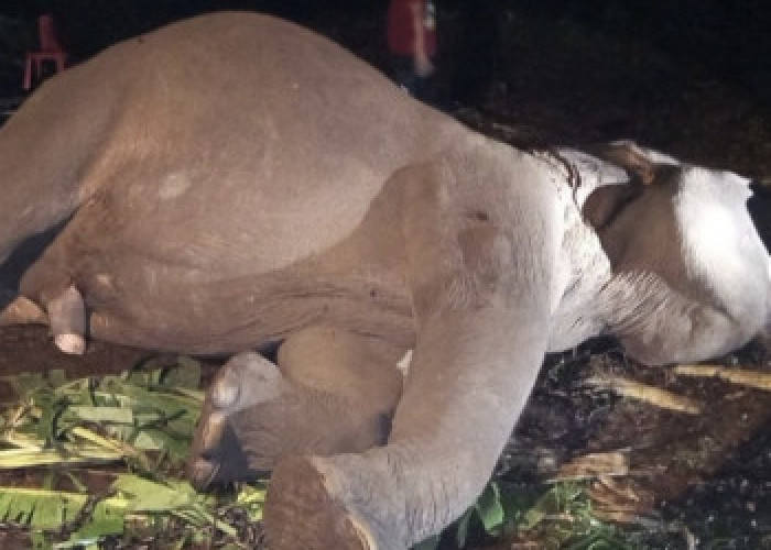 Gajah Indro Mati di Tesso Nilo Riau, Tim Medis Gagal Lakukan CPR