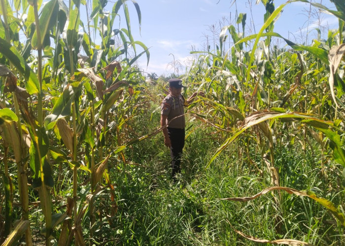 Waspada Krisis Pangan! Polisi Siak Gerak Cepat Kawal Lahan Jagung Raksasa 5 Hektar Siap Panen