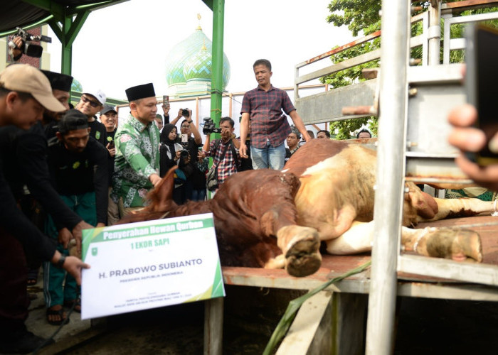 Gubernur Riau Abdul Wahid Sembelih Hewan Kurban Bantuan Presiden Prabowo