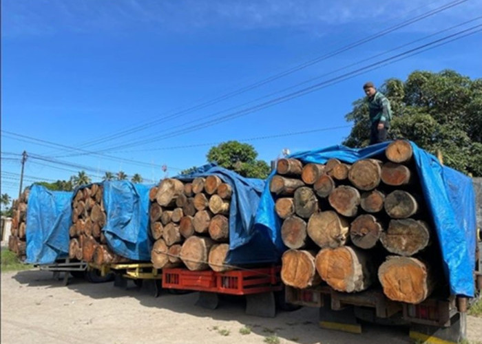Gawat! Kemenhut Bekukan Izin Kayu di 3 Provinsi Sumatera! Modus Illegal Logging di Tengah Banjir Diwaspadai!