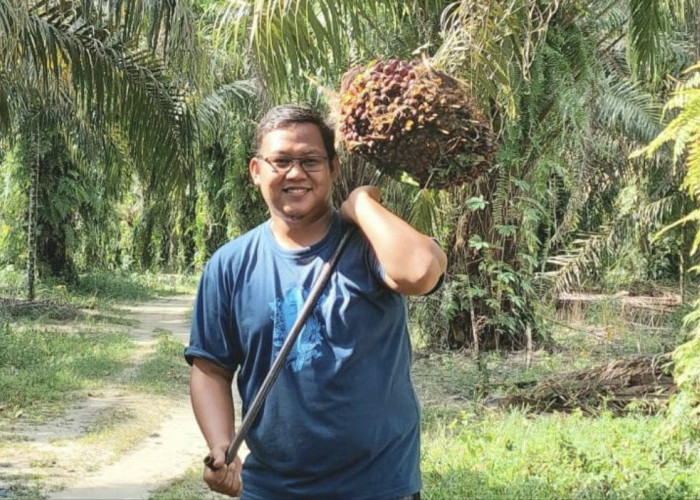 Harga TBS Sawit Melejit Nyaris Rp4.000, Petani Riau Sejahtera