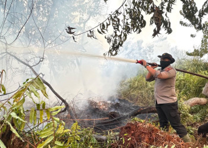 Kebakaran Lahan Pelalawan Ancam Habitat Harimau Sumatera, Tim Gabungan Berjibaku Tembus Asap Pekat  