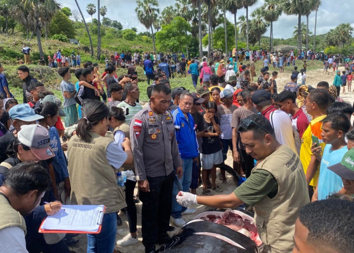 Brimob Polda NTT Evakuasi 20 Ekor Paus Pilot yang Terdampar Mati di Rote Ndao