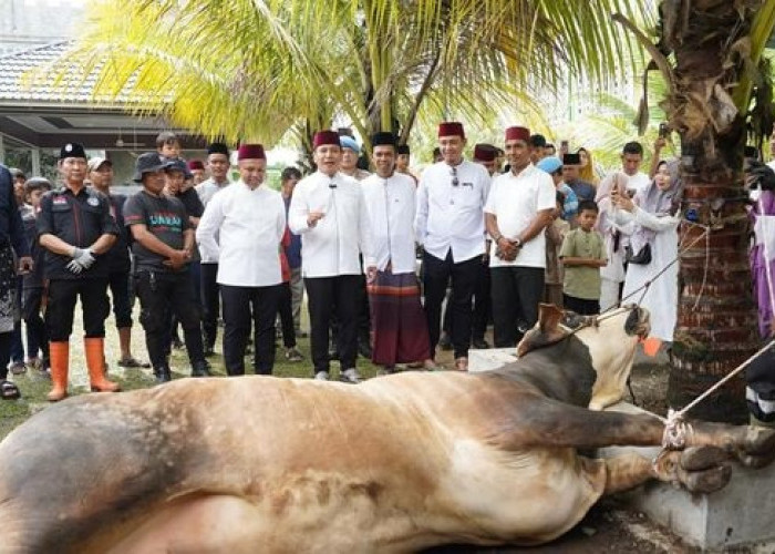 Kapolda Riau Serahkan Sapi Kurban dari Kapolri kepada UAS, Bobotnya Hampir 1 Ton!