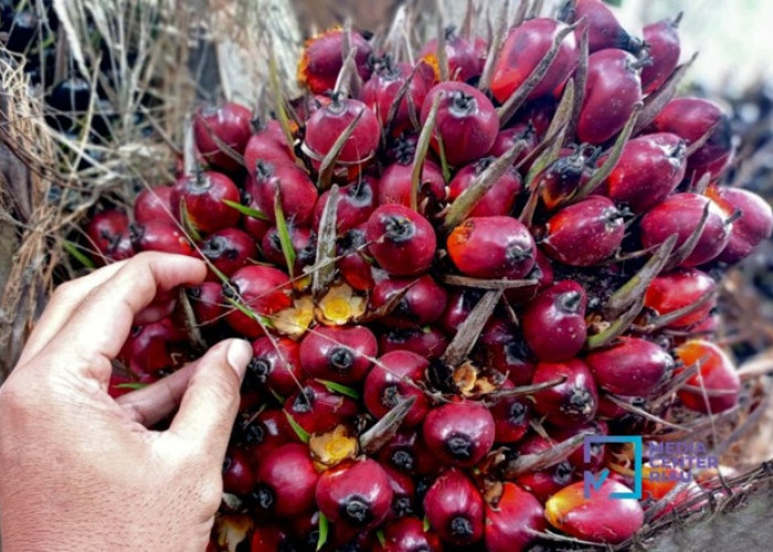 Harga TBS Sawit Swadaya Riau Anjlok, Petani Kena Tekanan Baru usai CPO dan Kernel Merosot