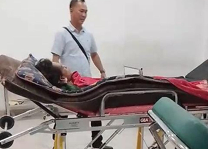 Harimau Sumatra Terkam Pekerja di Siak, Selamat Usai Disorot Lampu Ekskavator
