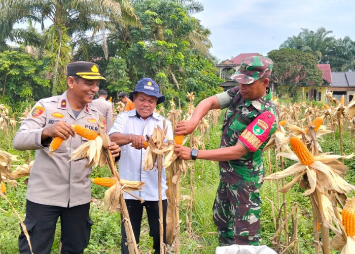 Polsek Kampar Kiri Gelar Panen Raya Jagung, Bulog Riau Langsung Borong Habis!