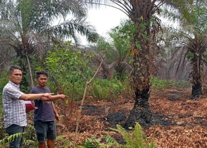 Karhutla Bengkalis Bongkar Kebun Sawit Ilegal, Polisi Tetapkan Petani Jadi Tersangka