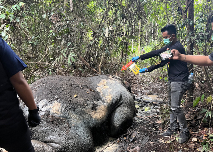 Tragisnya Gajah Sumatera Mati Tanpa Kepala di Pelalawan, Begini Keterangan Saksi!