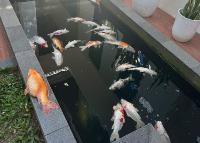 Geger! Blackout Sumatera Bikin 29 Koi Mahal Wali Kota Pekanbaru Mati Massal, UMKM Ikut Menjerit Rugi Bandar