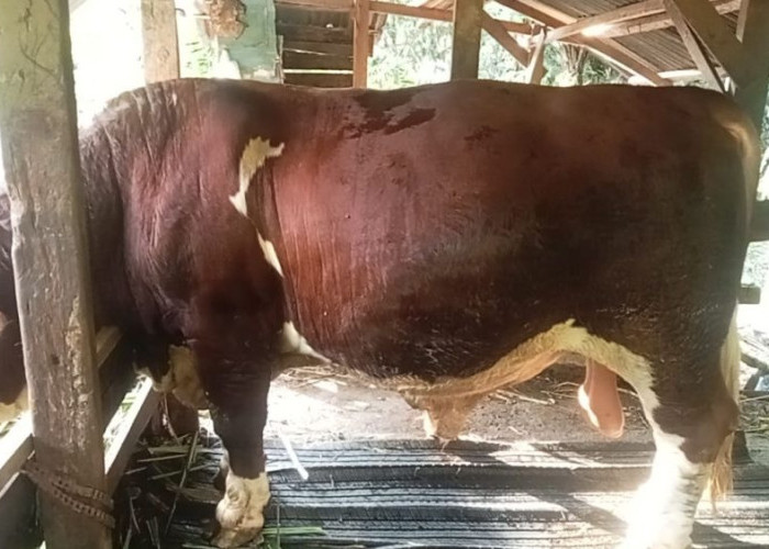 Bengkalis dan Meranti Dapat 2 Sapi Kurban dari Presiden, Ini Alasannya