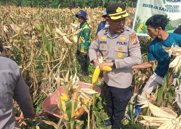 Sinergi Hebat Polsek Kampar Kiri dan Petani: Sulap Lahan 0,5 Hektar Jadi Lumbung Jagung Pipil