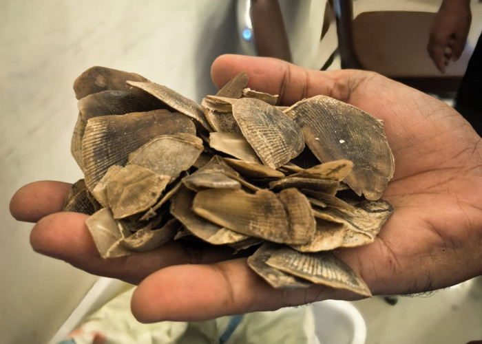 Polisi Gagalkan Perdagangan Sisik Tenggiling 30 Kg di Riau, Dua Pelaku Masih Diburu