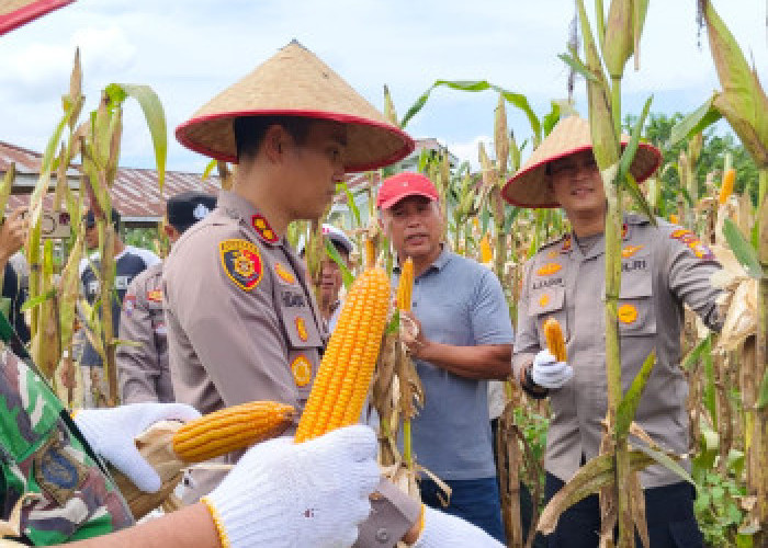 Panen Raya Jagung di Kuansing: TNI-Polri Turun ke Ladang Wujudkan Swasembada Pangan