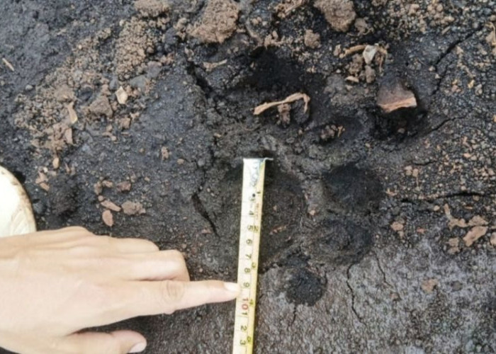 Jejak Harimau Sumatera Terdeteksi di Siak! Pemancing Nyaris Diterkam di Kebun Sawit