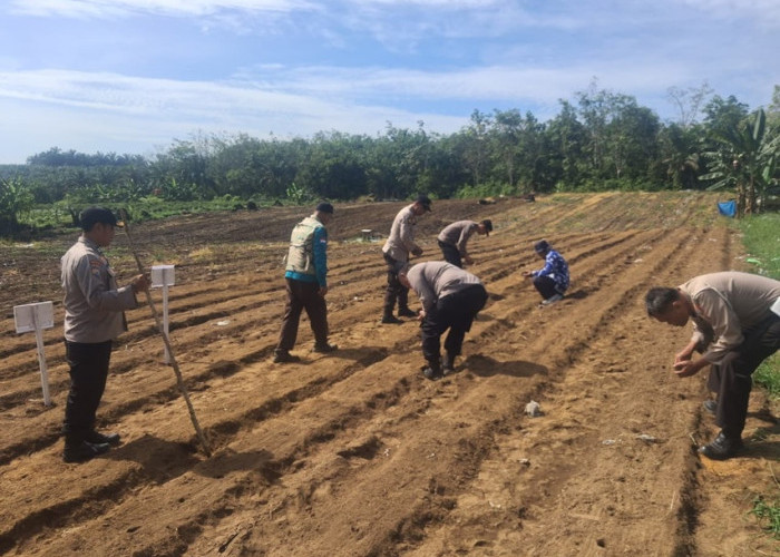 Simsalabim! Polsek Kampar Kiri Sulap Lahan Tidur Jadi Ladang Jagung
