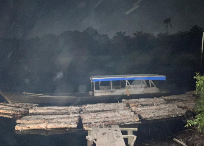 Hutan Riau Dijarah! Polres Bengkalis Bongkar Bisnis Haram Illegal Logging, Kayu Mahang Sebanyak 8 Truk Disita
