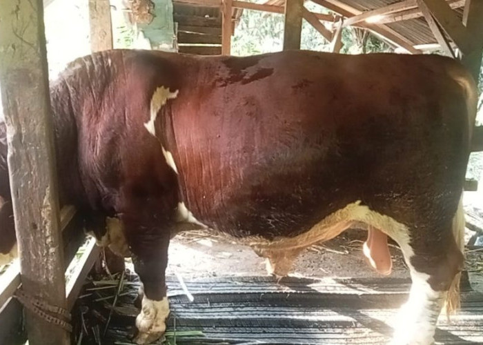 Jatah Sapi Kurban Prabowo untuk Riau: 13 Ekor Disiapkan Sambut Iduladha 2025