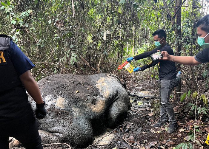 BABAK BARU! Polisi Kepung Pelaku Pembantaian Gajah Pelalawan, Bidlabfor Temukan Bukti Mesiu Vital!