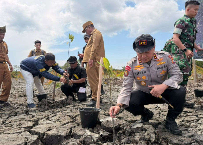 Polda Riau Gerak Cepat! 118 Hektare Mangrove Rusak Mulai Dipulihkan