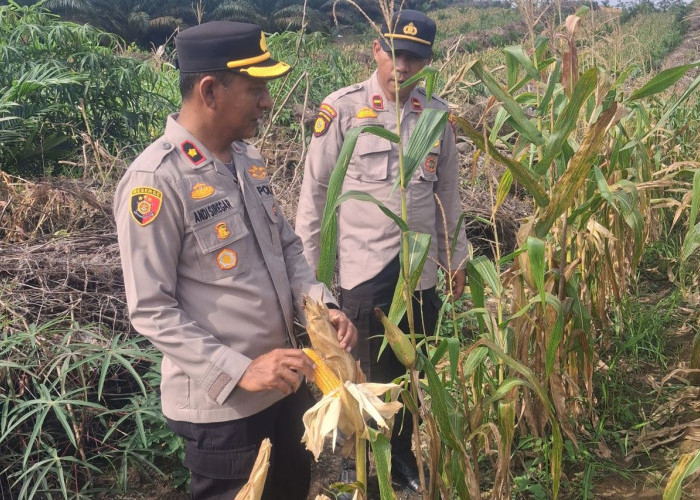 Lahan Jagung 1,8 Hektar di Kampar Kiri Hilir Siap Panen Raya Bulan Depan
