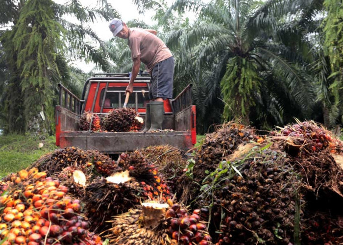 Harga TBS Sawit Riau Turun, Ini Daftar Lengkap Penetapan Terbaru