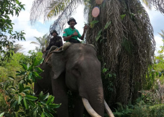 Gajah Jovi Mati di PLG Minas Riau, Sang Penengah Konflik Tutup Usia
