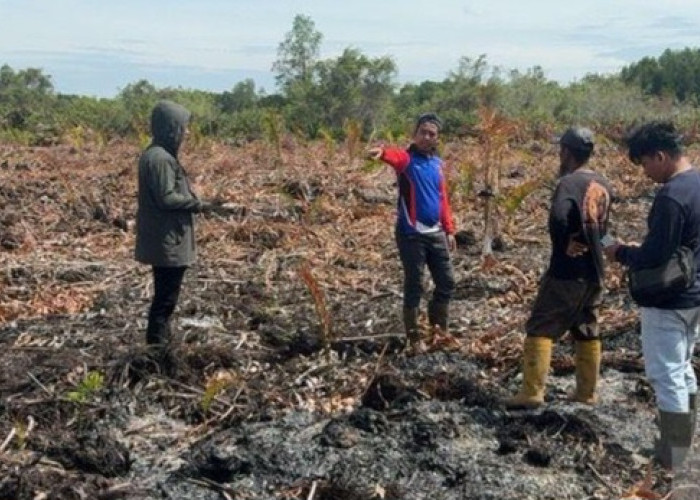 Niat Basmi Sarang Tawon, Pria Ini Justru Sebabkan Lahan Terbakar 3 Hektare
