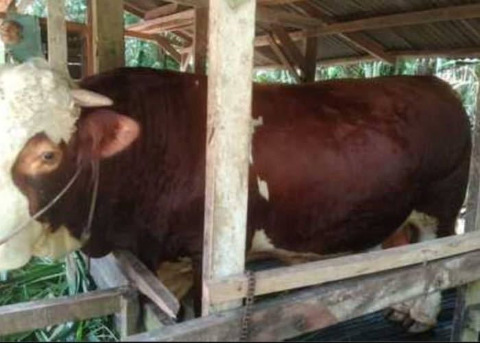 Sapi Kurban Prabowo Siap Disembelih di Pekanbaru, Bobot Capai 950 Kilogram