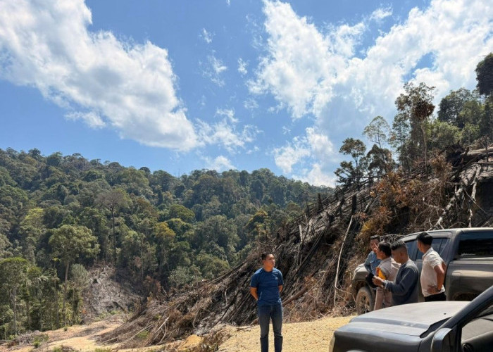 10 Hektar Hutan Ludes! Penegakan Hukum di Rohul Tak Pandang Bulu