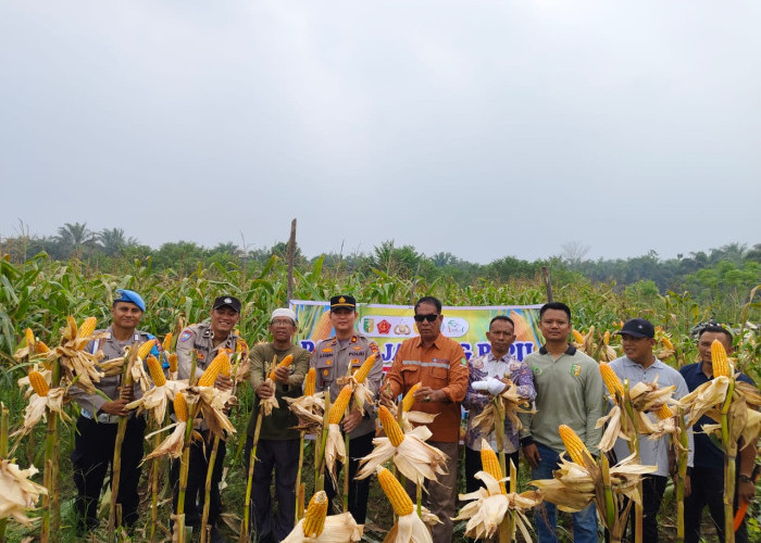 Polsek Singingi Hilir Bersama Warga Desa Petai Sukses Gelar Panen Raya Jagung Pipil Kuartal II