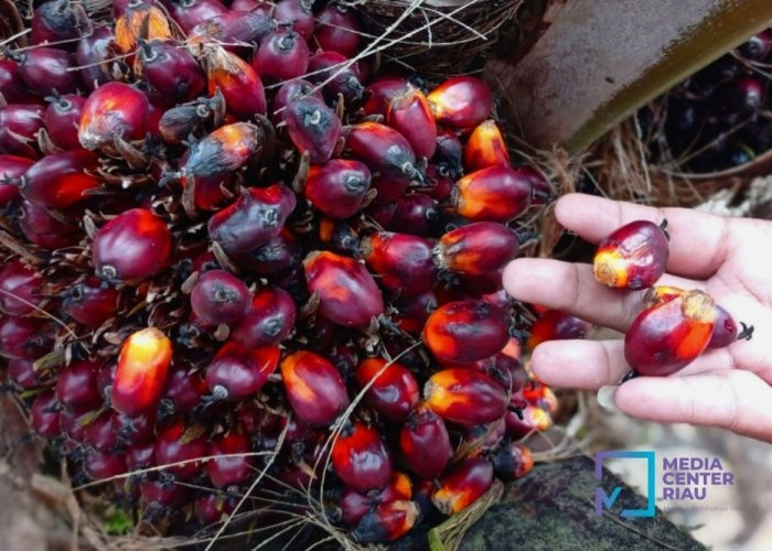 Harga TBS Sawit Riau Naik, Petani Didorong Semakin Produktif