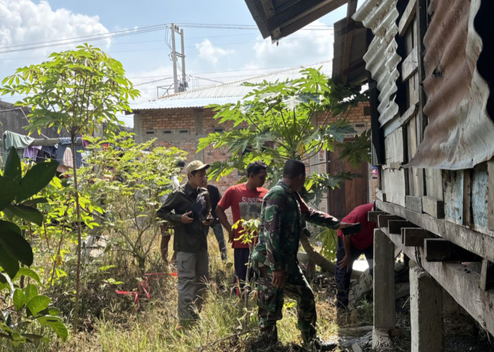 Teror Harimau Sumatera Bikin Warga Siak Cemas, Si Belang Masuk ke Pekarangan Rumah