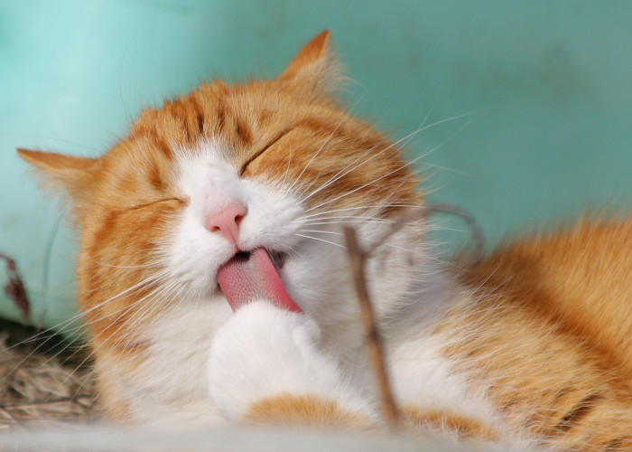 Ketika Kucing dan Anjing Menggantikan Anak di Rumah Tangga Jepang