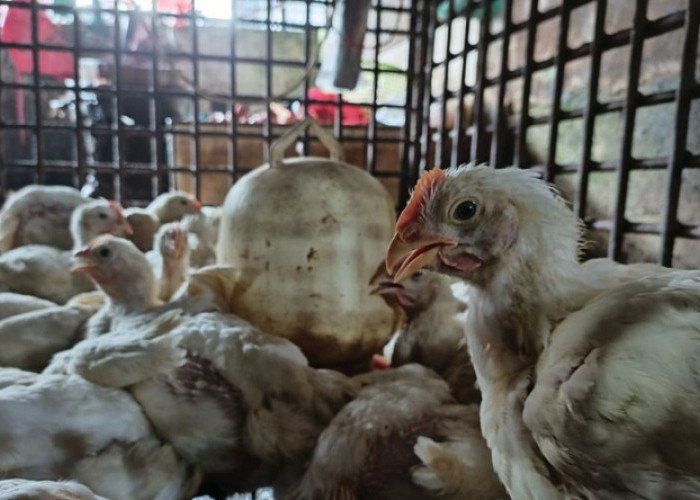 Harga Ayam di Pekanbaru Masih 'Jinakin' Kantong! Siap-Siap Borong Sebelum Ramadan?