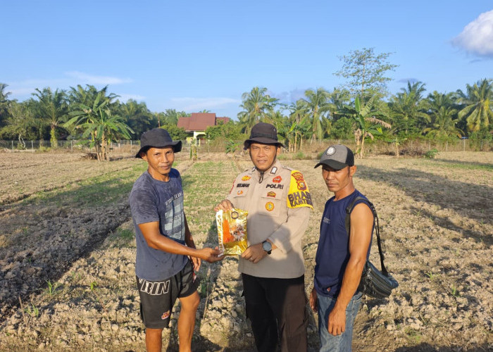 Ketika Korps Bhayangkara Turun Tangan Sulap Lahan Jagung Bengkalis Jadi Lumbung Pangan