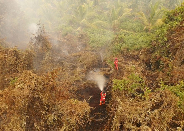 Karhutla Riau Mengganas! Manggala Agni Kepung 60 Hektare Lahan Terbakar di Sokoi Pelalawan