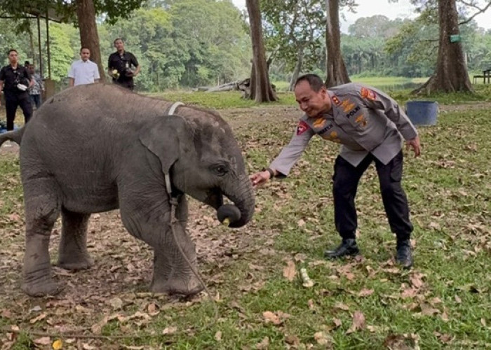 Kapolda Riau Akrab dengan Anak Gajah, Jadi Momen Hangat Sekaligus Tegaskan Komitmen 'Green Policing'