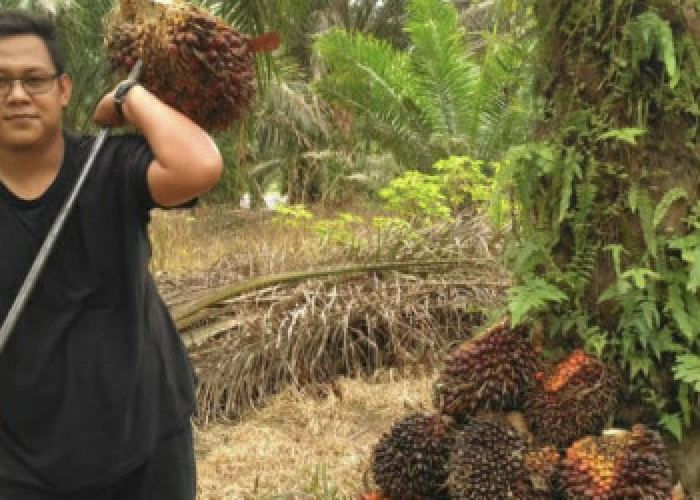 Harga TBS Sawit Riau Turun, Petani Plasma Hadapi Tekanan Pasar Global