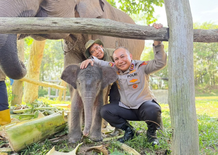 Kelahiran Anak Gajah Sumatera di Tesso Nilo Guncang Publik, Simak Fakta Menarik dari Nona Seroja!