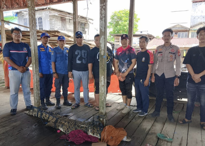 Buaya Muara 2,4 Meter Masuk Permukiman Warga Inhil, Evakuasi Dramatis Berlangsung Tengah Malam
