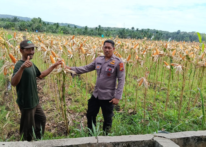 Sinergi Hijau di Kampar Kiri: Menjemput Harapan dalam Hamparan Jagung Kelompok Tani Presisi