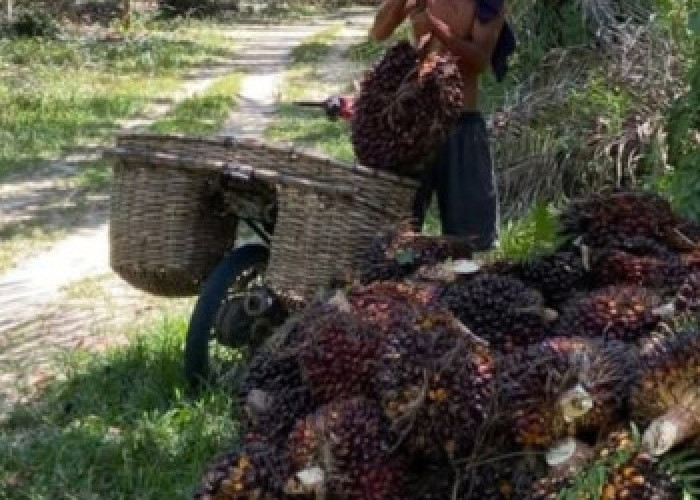 Harga TBS Sawit Riau Naik Lagi, Petani Plasma Nikmati Kenaikan hingga Rp3.930,55 per Kg
