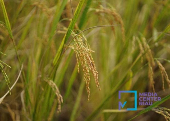 Padi Riau 2025 Naik, Luas Panen & Produksi Tunjukkan Tren Positif