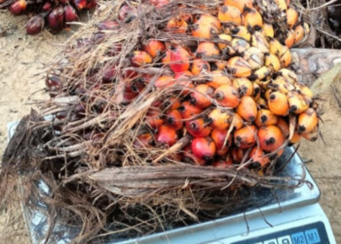 Harga TBS Sawit Riau Turun Pekan Ini, Simak Rincian Terbarunya